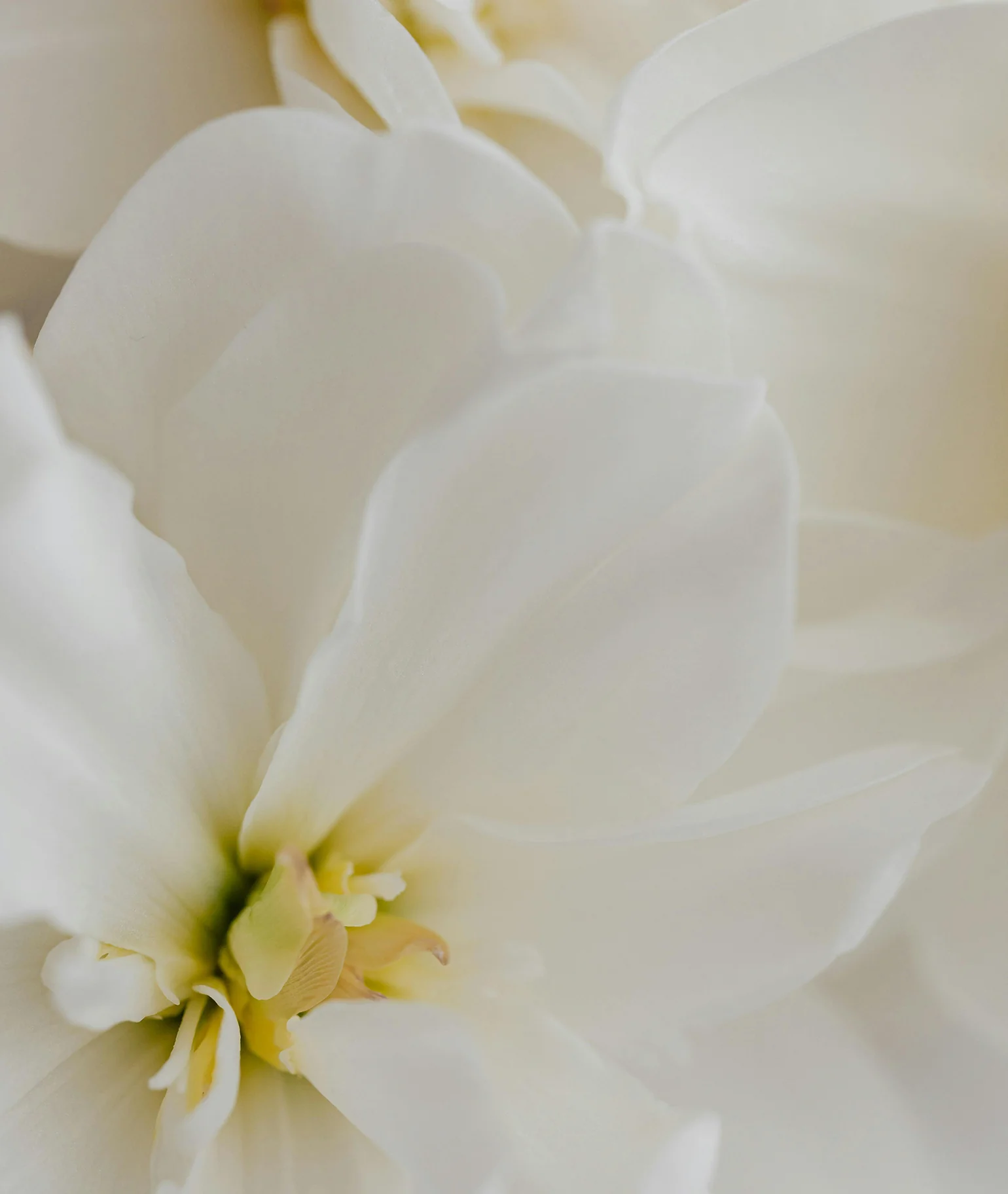 Fleur de Blonde Perfume Oil - Image 5