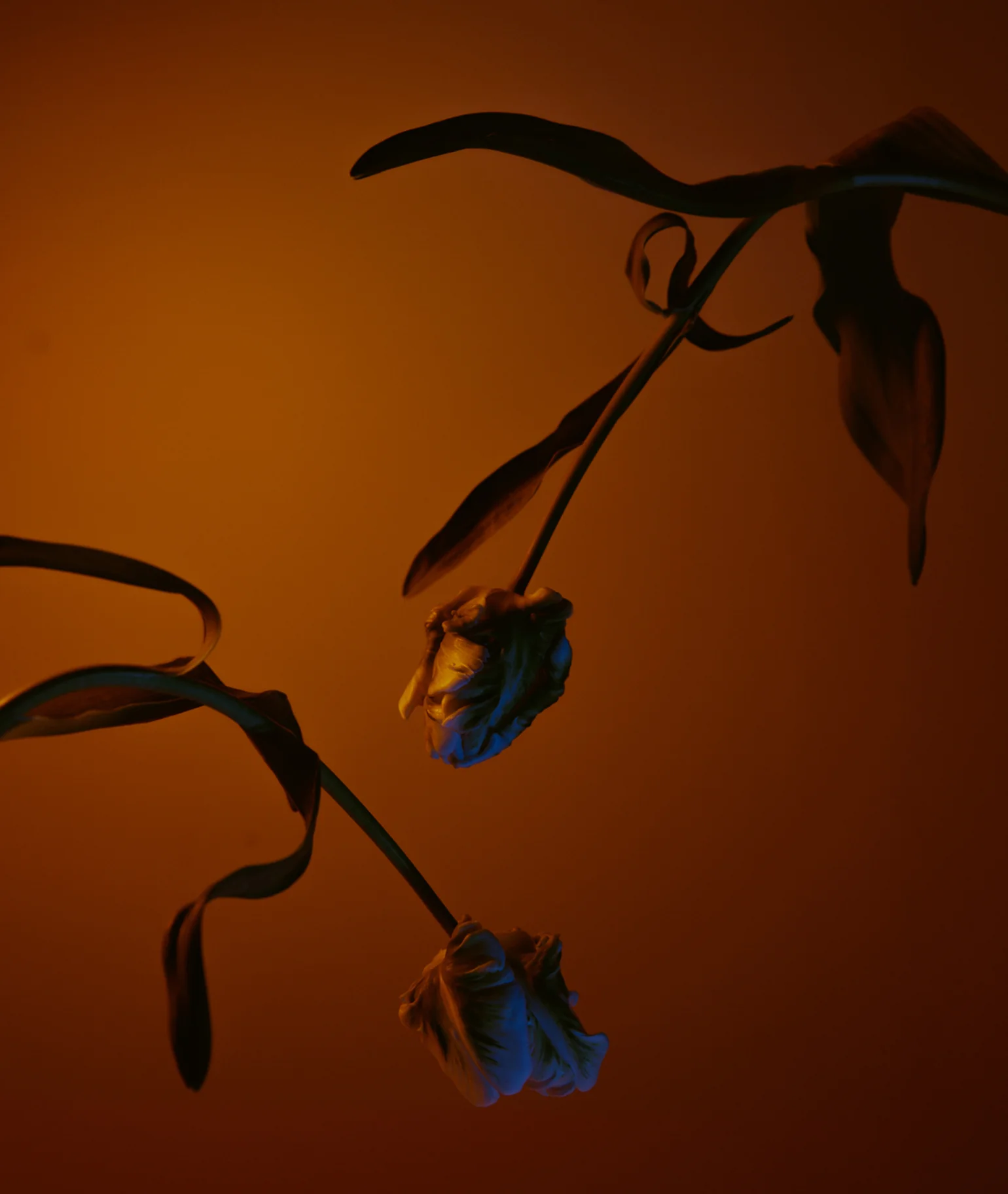Noir Distillé Perfume Oil - Image 4
