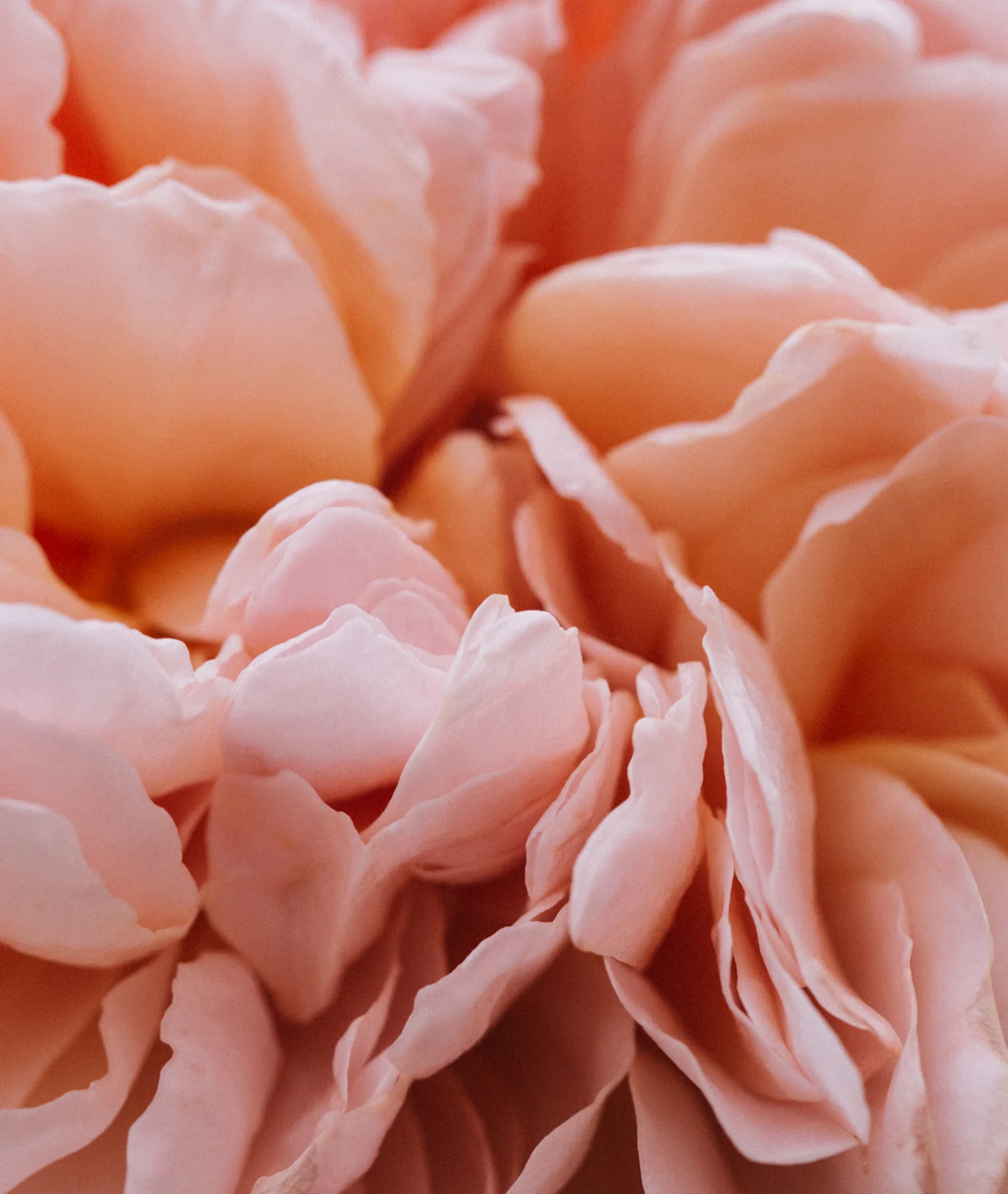 Pétale Éphémère Eau de Parfum - Image 4
