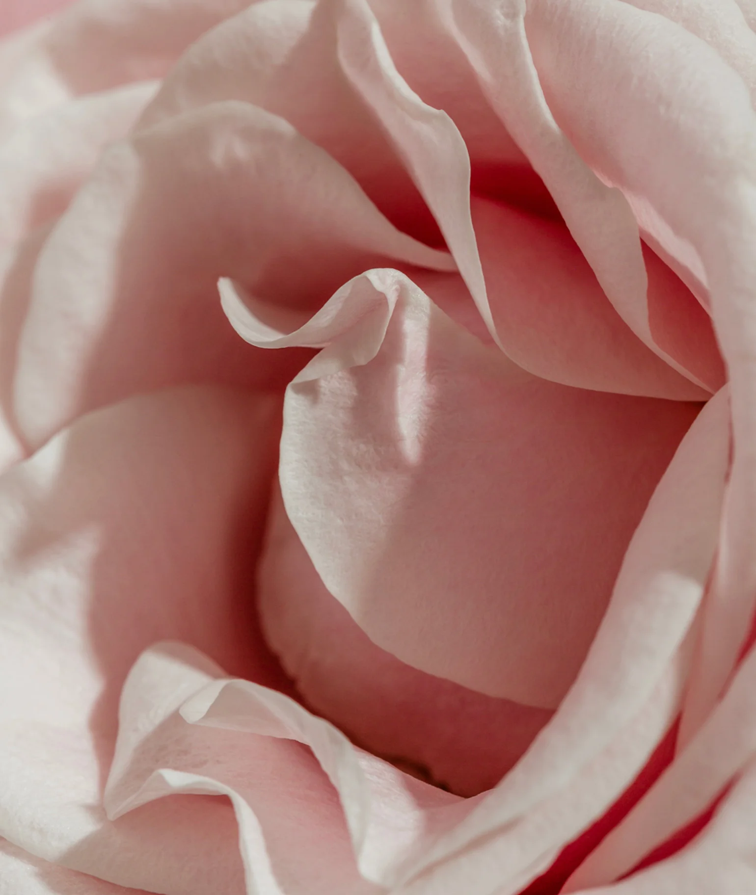 Rose Chocolat Eau de Parfum - Image 10